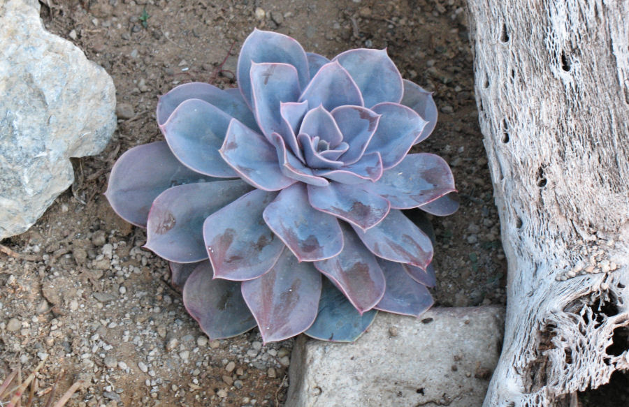 Echeveria im Gewächshaus der Kölner Flora