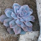 Echeveria im Gewächshaus der Kölner Flora