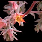 Echeveria pallida