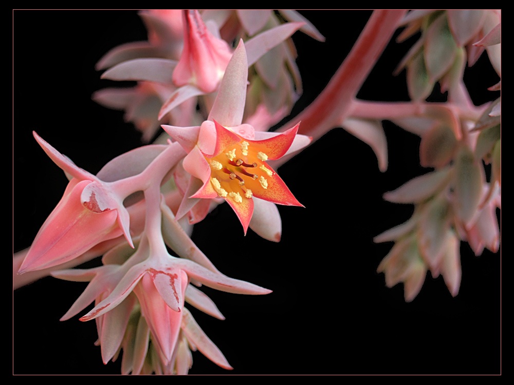 Echeveria pallida