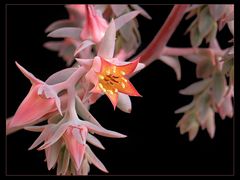 Echeveria pallida