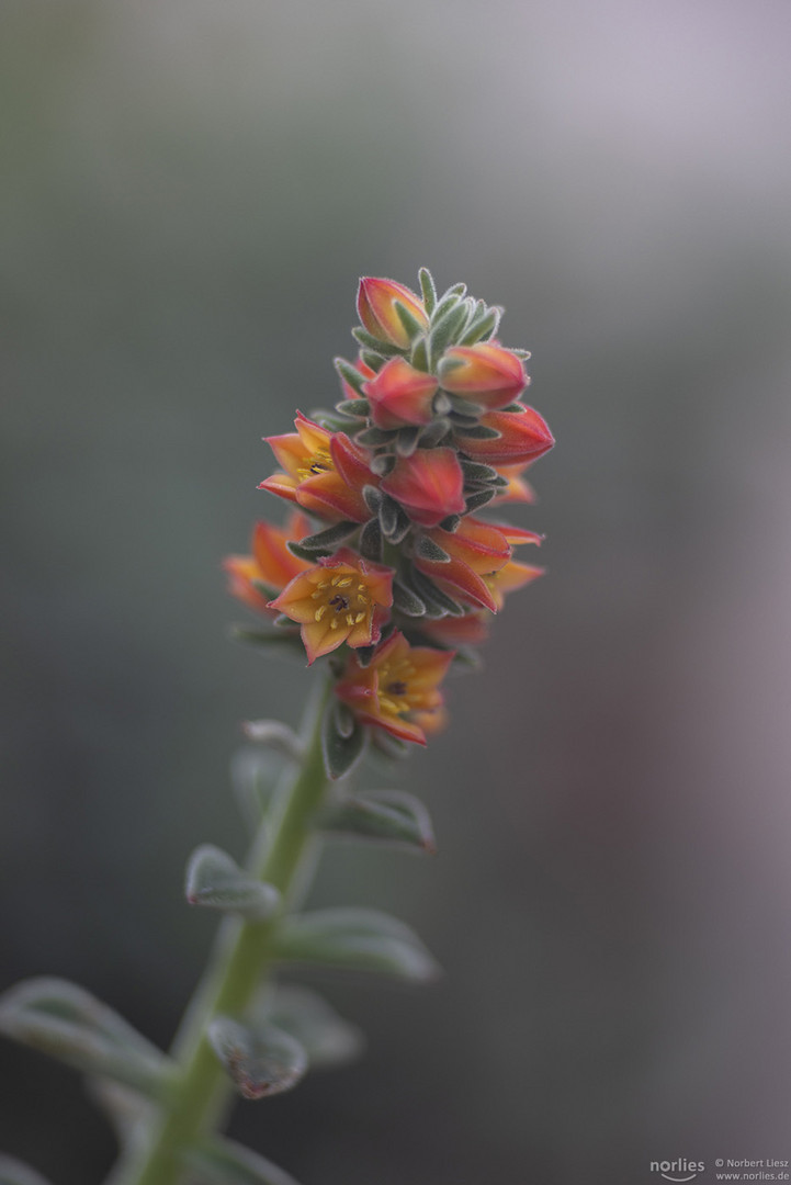 echeveria pulvinata