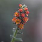 echeveria pulvinata