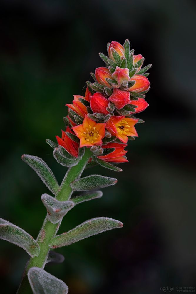 Echeveria pulvinata