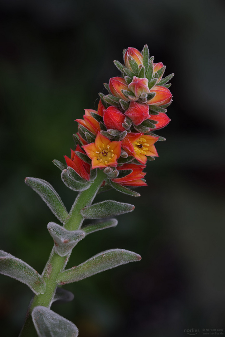 Echeveria pulvinata