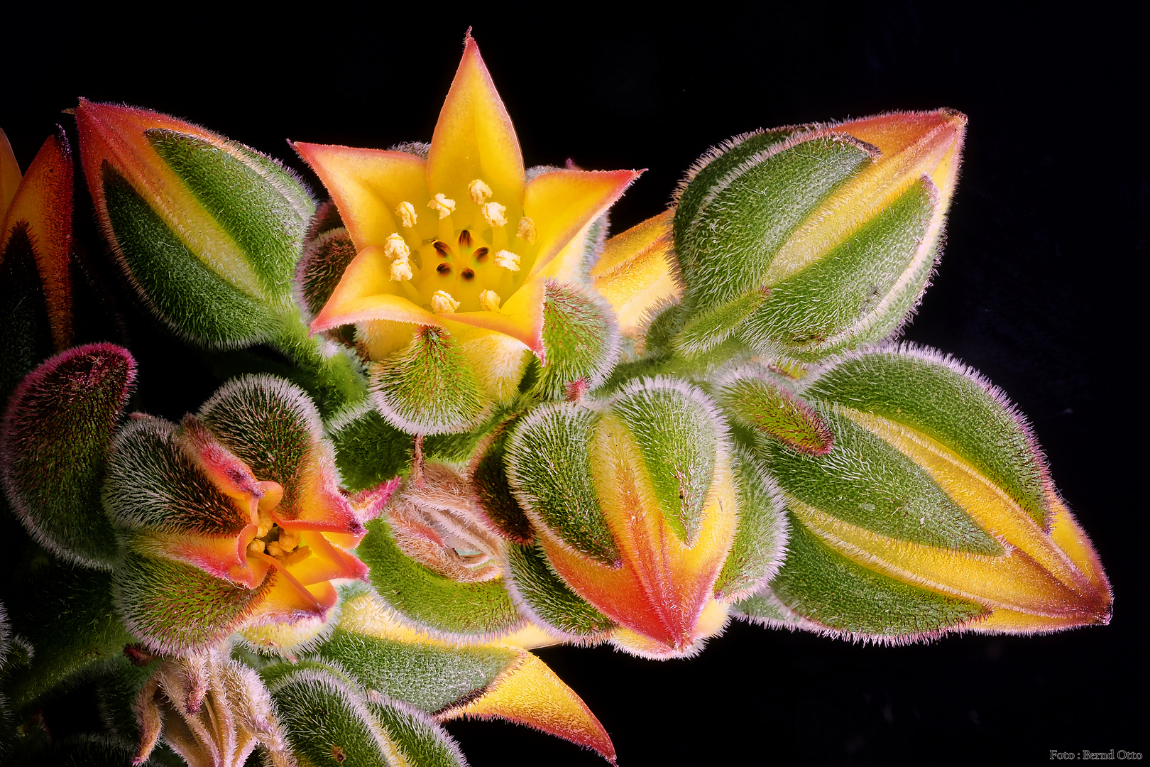 Echeveria pulvinata