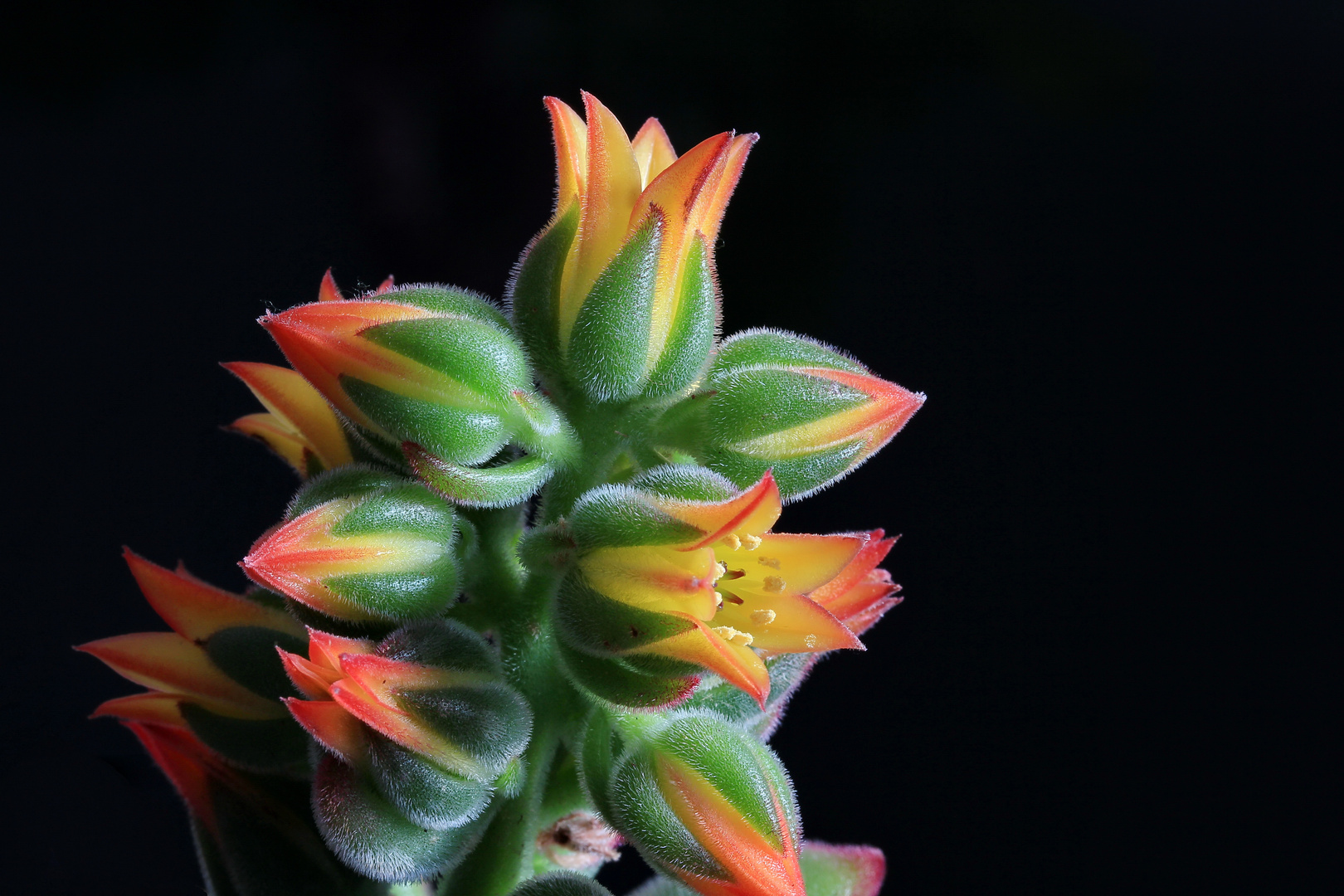 Echeveria pulvinata