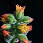 Echeveria pulvinata