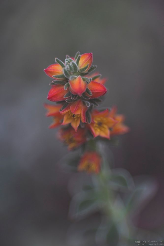 echeveria pulvinata Blüte