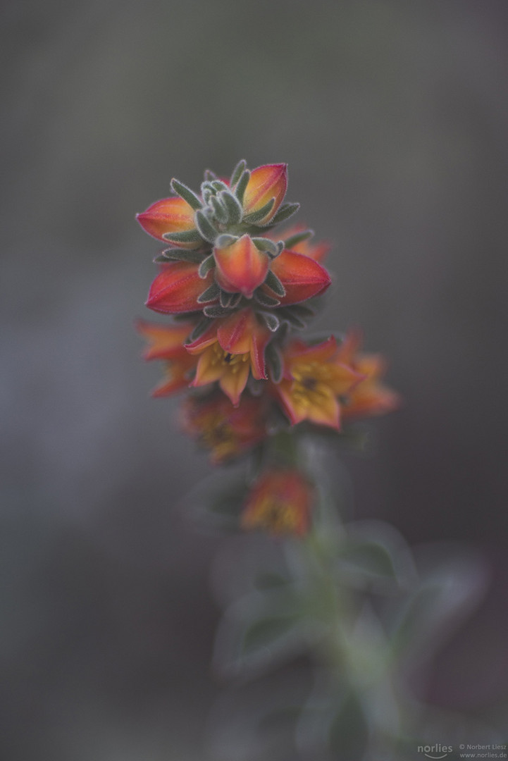 echeveria pulvinata Blüte