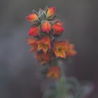 echeveria pulvinata Blüte