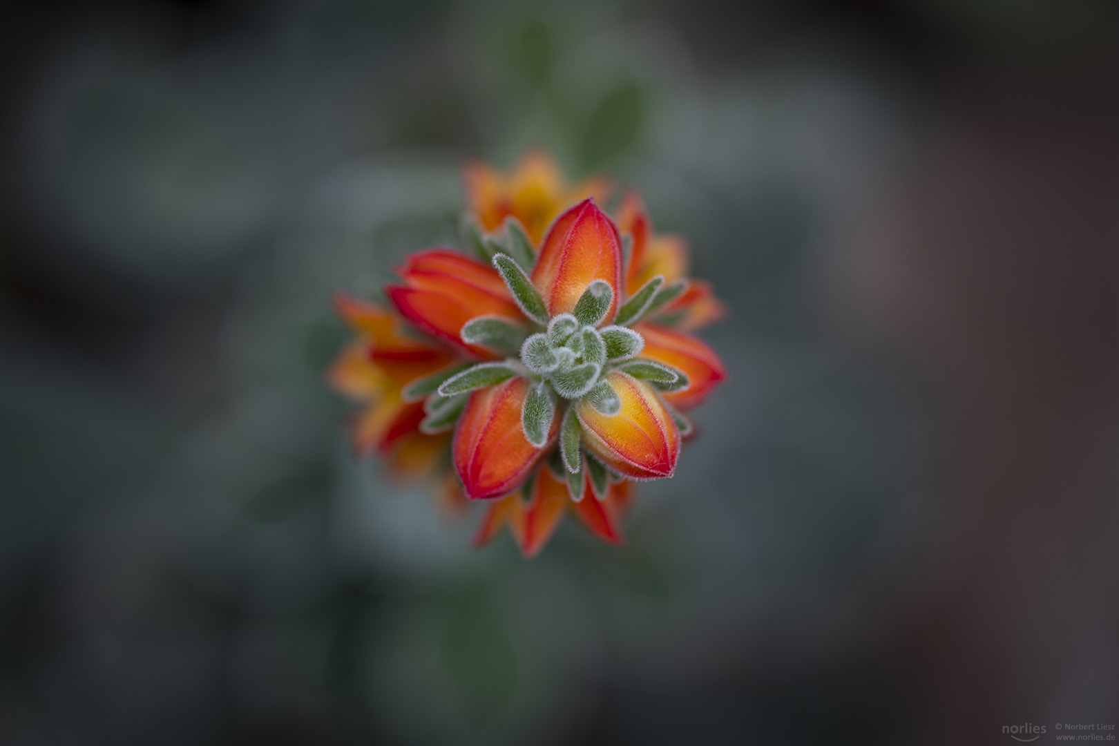 Echeveria pulvinata von oben