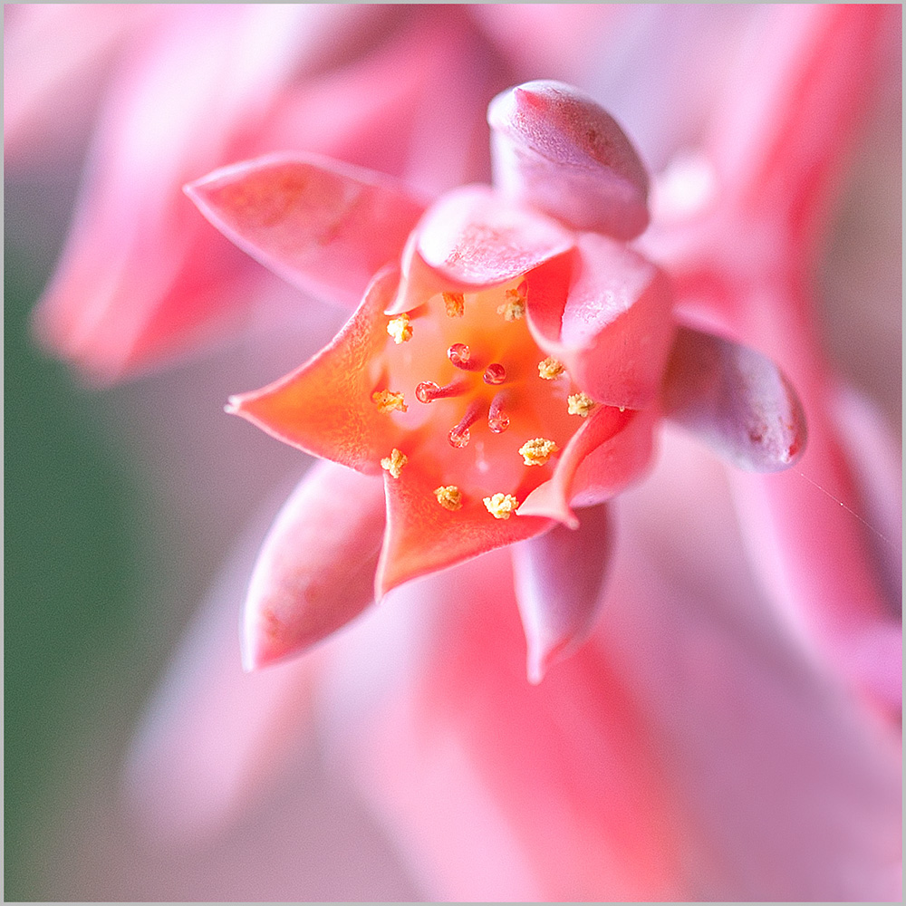 Echeveria runyonii