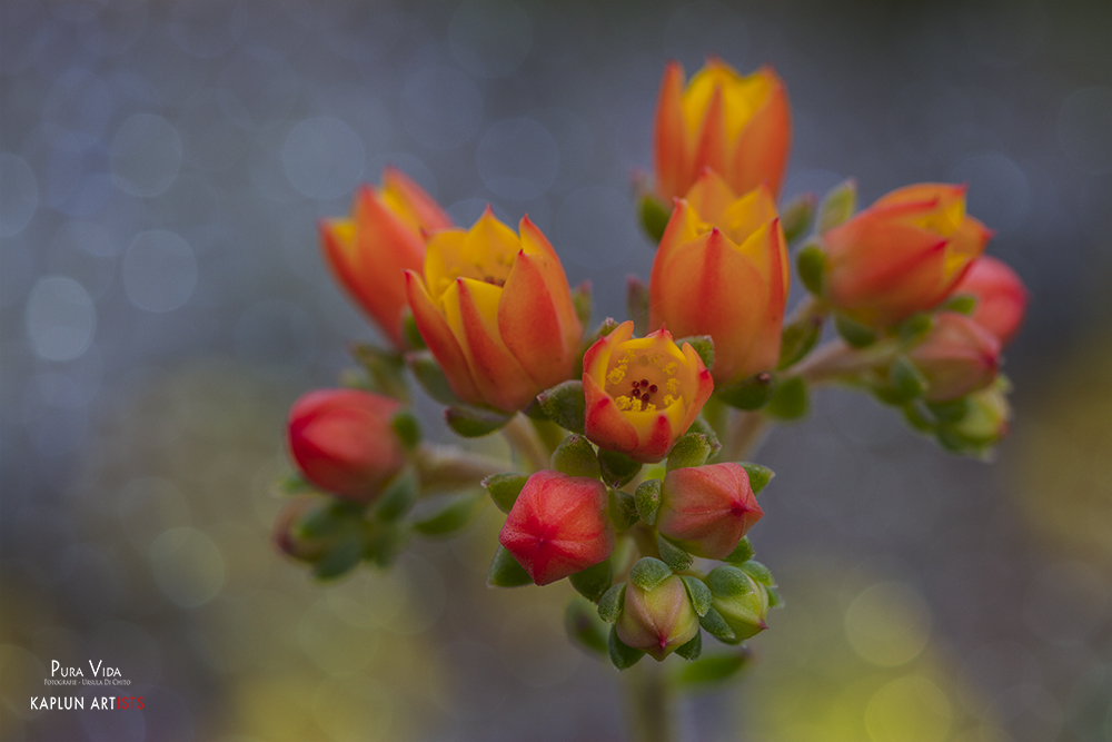 Echeveria setosa