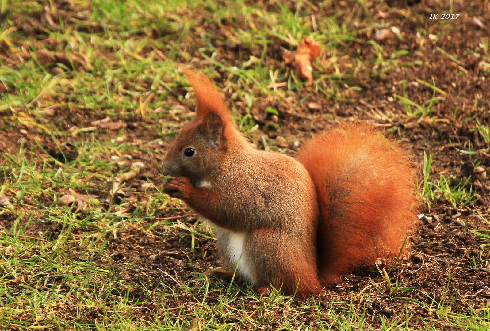 Echhörnchen