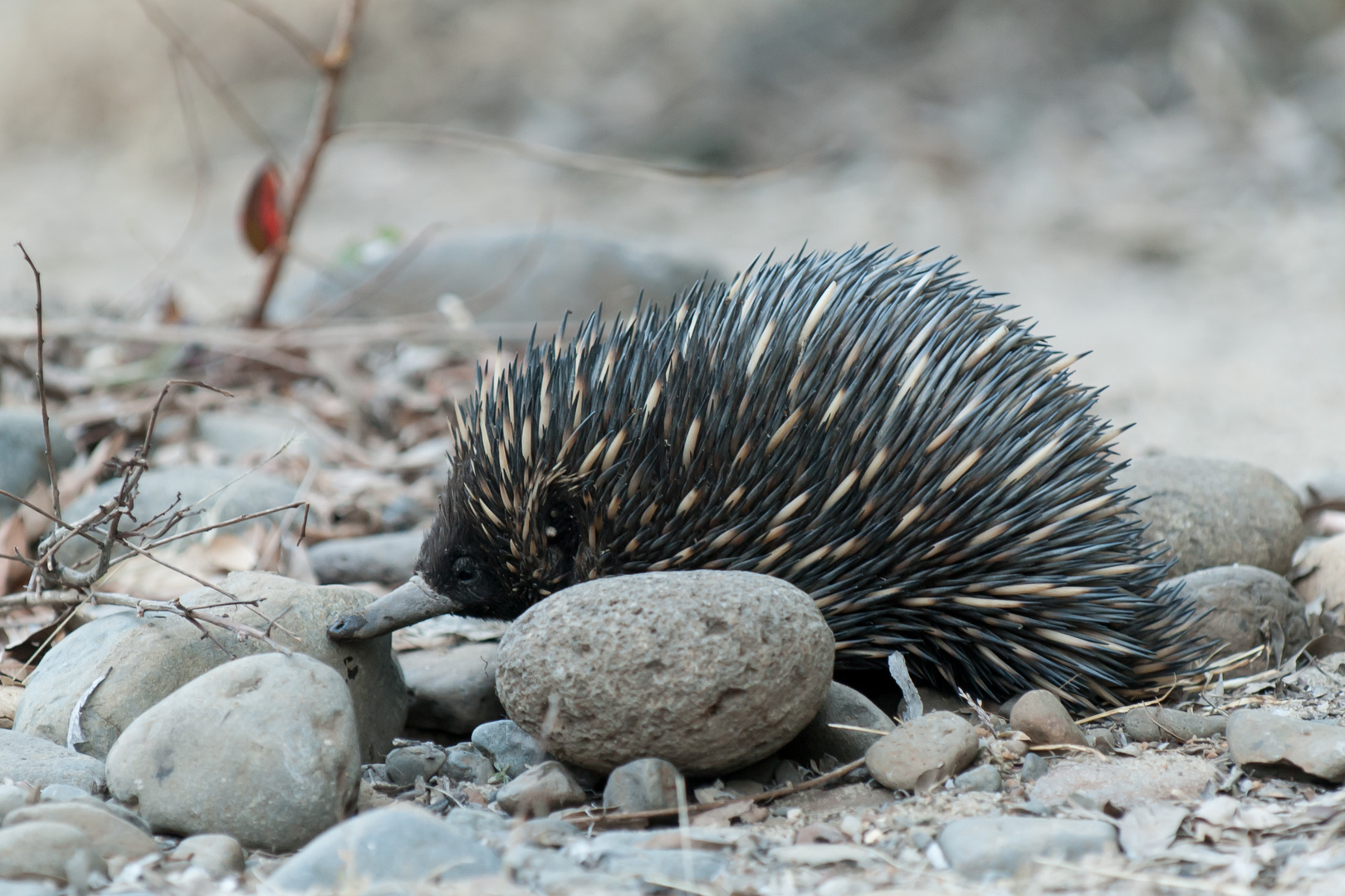 Echidna