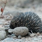 Echidna