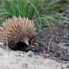 Echidna