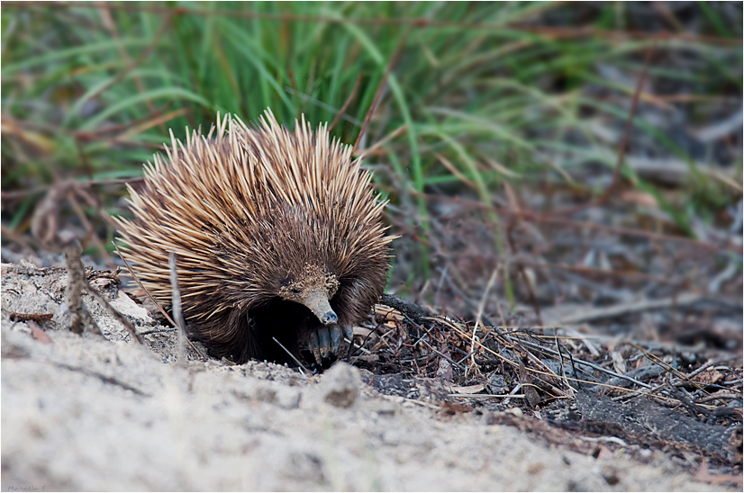 Echidna