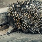 Echidna