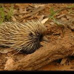 Echidna