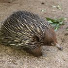 Echidna ...