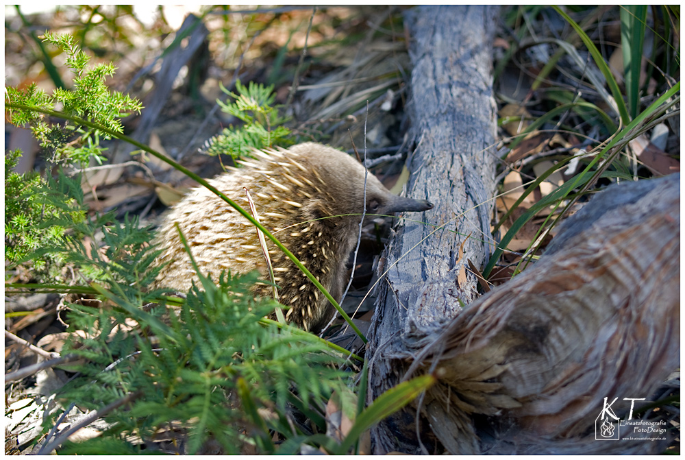 Echidna....