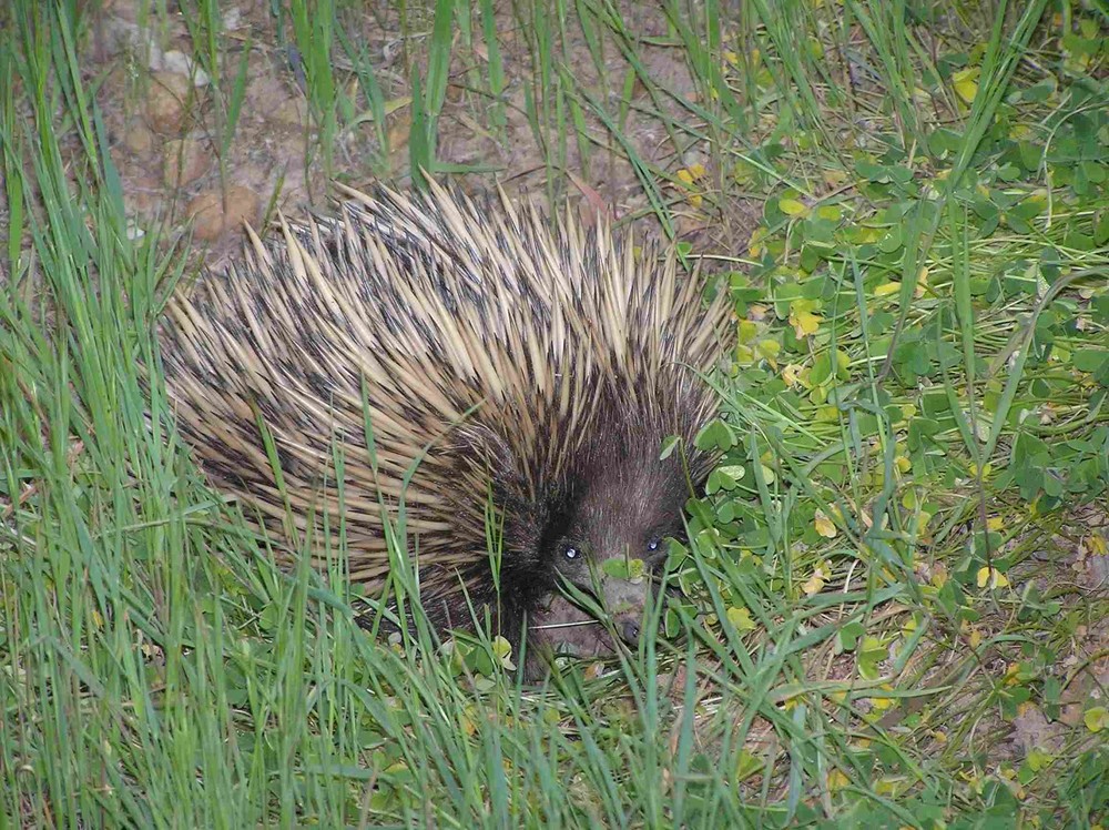 echidna