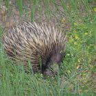 echidna