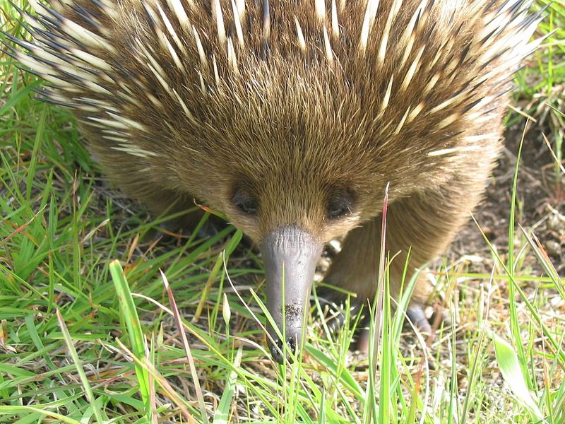 Echidna