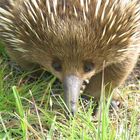 Echidna