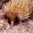 Echidna (Ameisenigel)