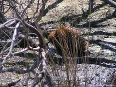 Echidna an der Tränke