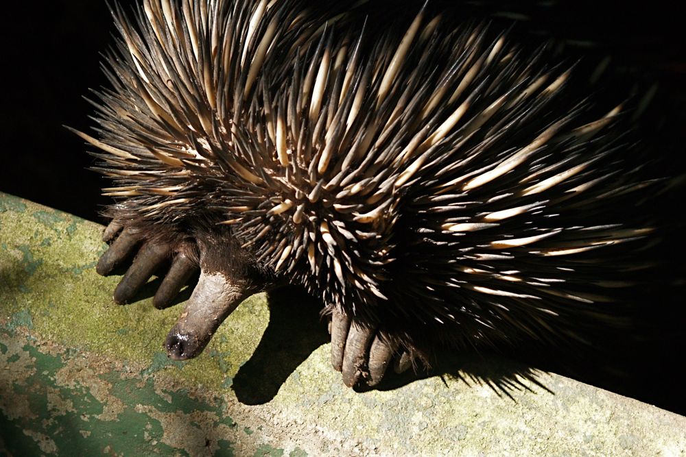 Echidna