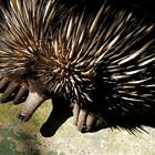 Echidna