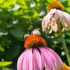 echinace mit Biene mit Blütenstaub