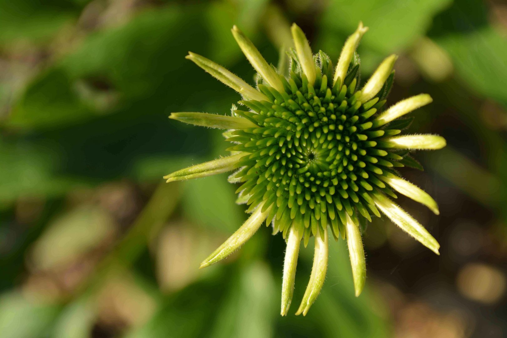 Echinacea