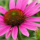 Echinacea