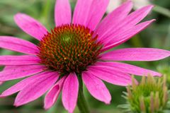 Echinacea