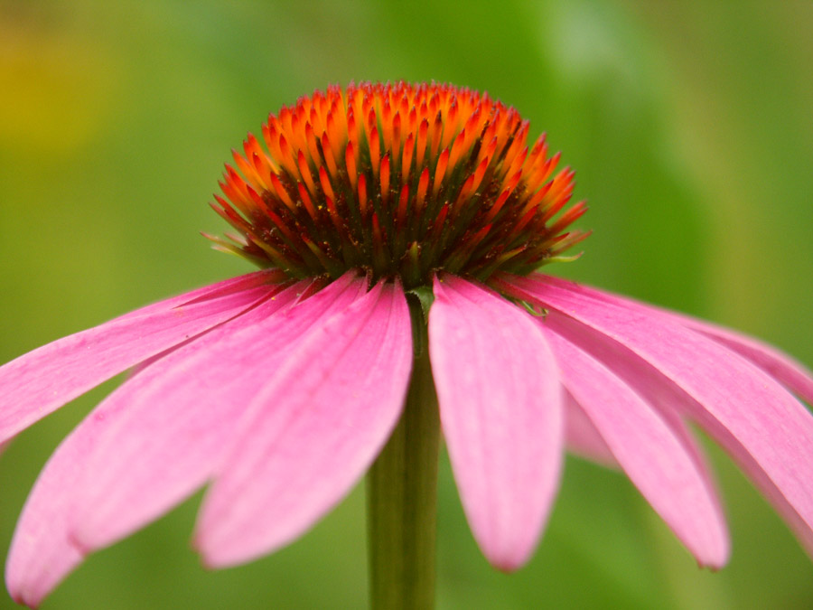 Echinacea