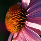 Echinacea