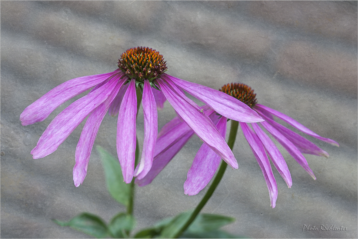 Echinacea