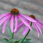 Echinacea