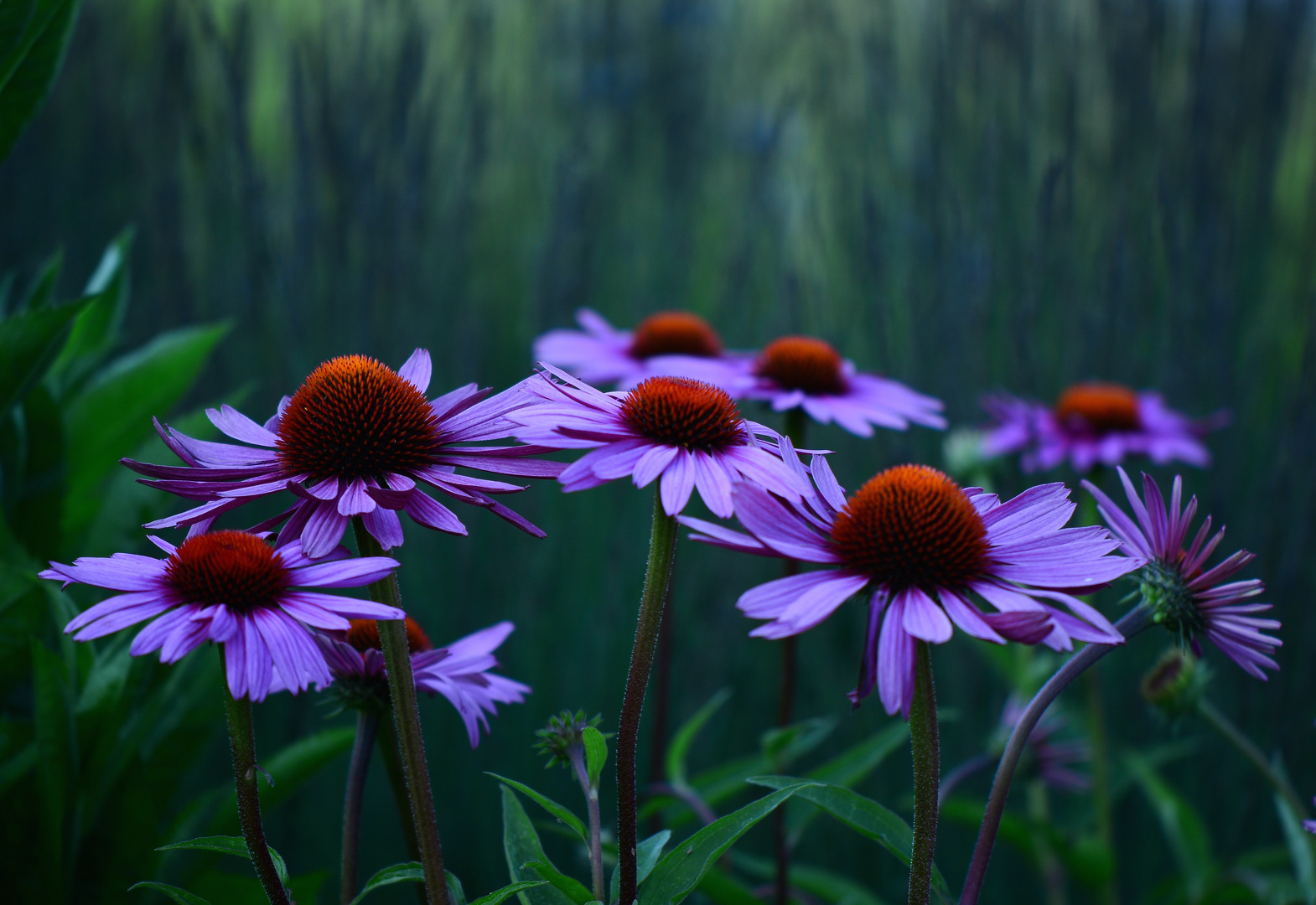 Echinacea