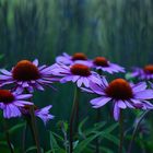 Echinacea