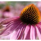 Echinacea