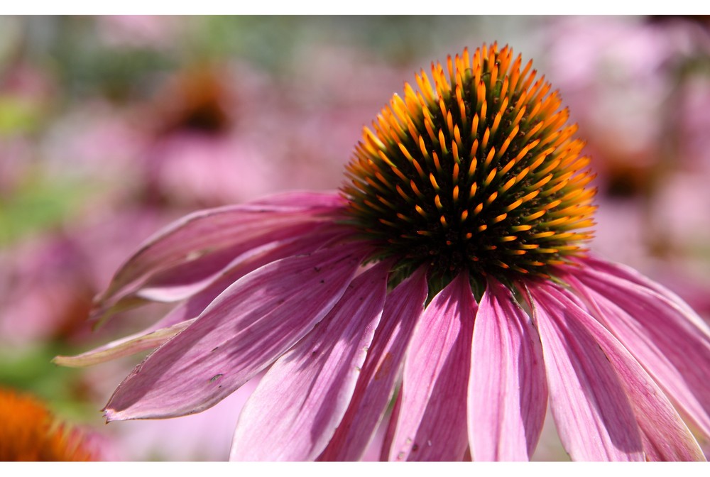 Echinacea