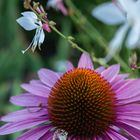 Echinacea