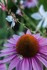 Echinacea