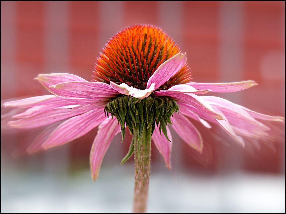 Echinacea..